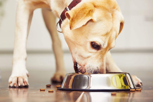 DOG FOOD: HOW MUCH AND WHEN IT SHOULD EAT