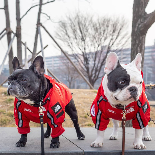 Windproof Jacket Dog Waterproof Raincoat